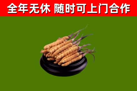 长乐回收冬虫夏草